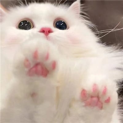 Susi Pudjiastuti avatar